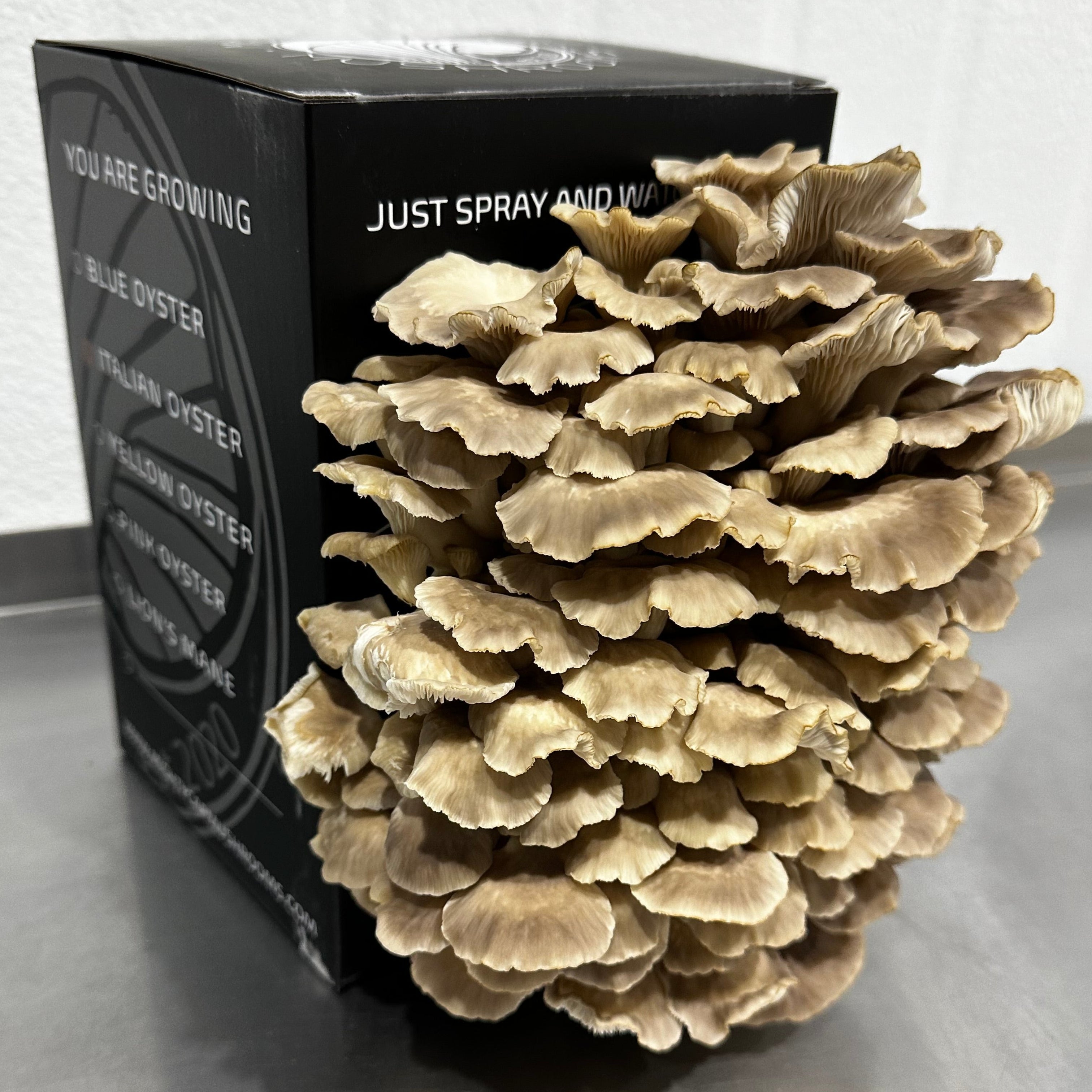 Home Grow Kit Italian Brown Oyster Mushroom