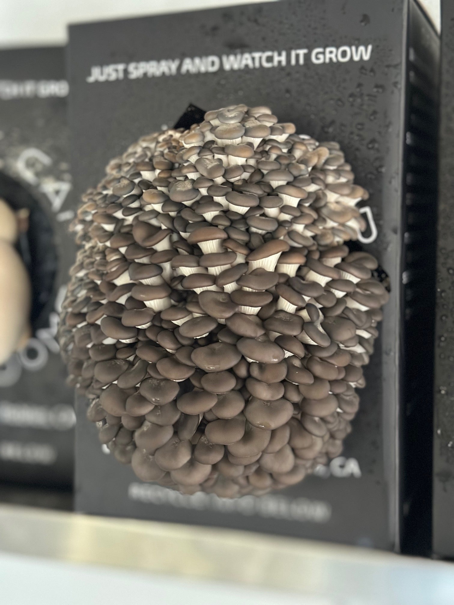 Home Grow Kit Blue Oyster Mushroom