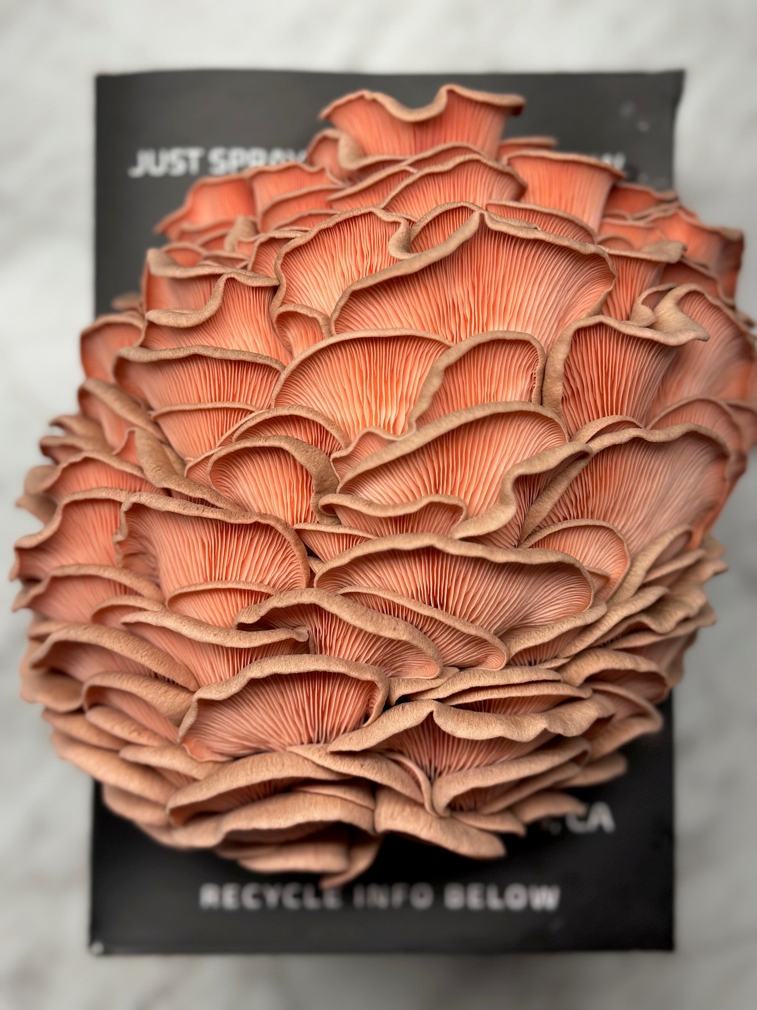 Home Grow Kit Pink Oyster Mushroom