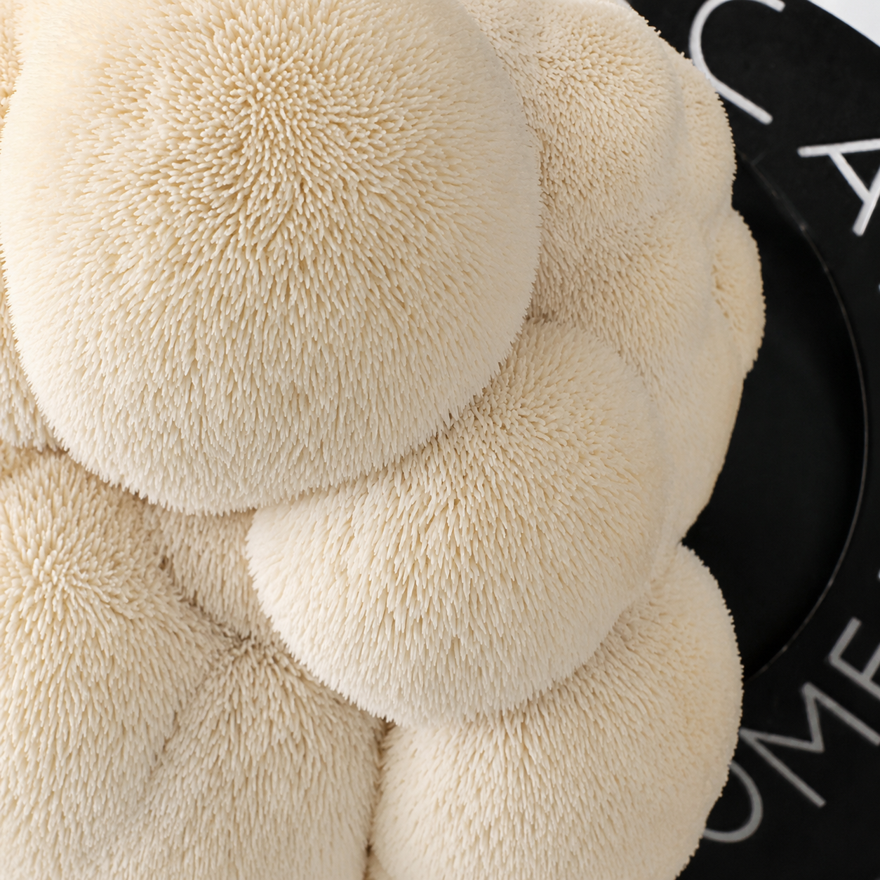 Home Grow Kit Lion's Mane Mushroom